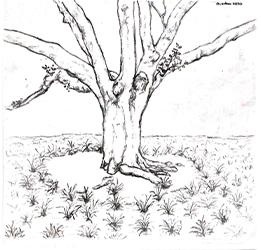 Oak Grove drawing